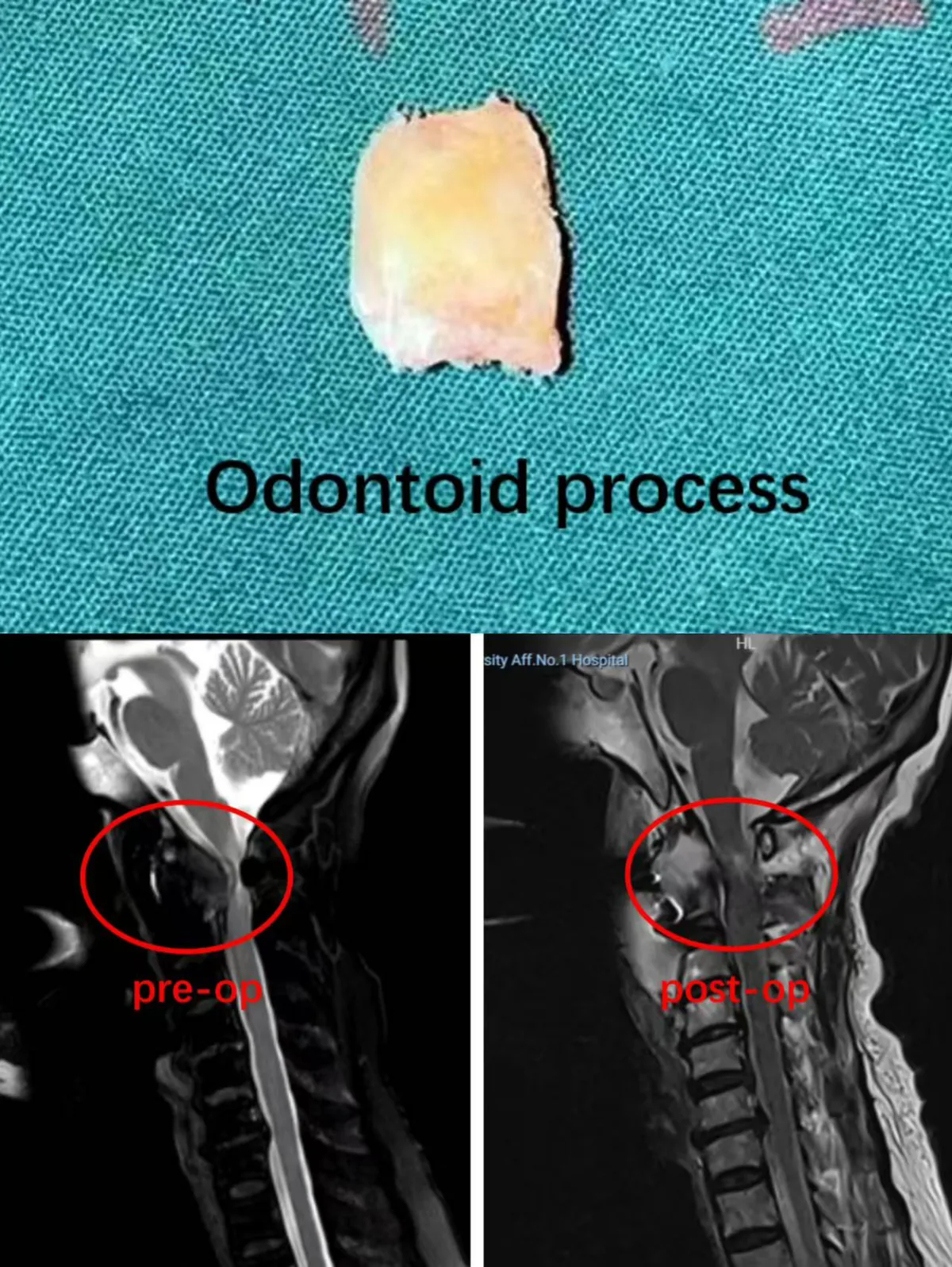 Figure 1 from the abstract