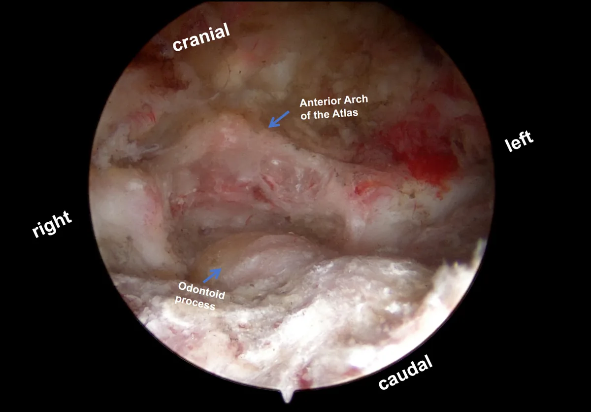 Figure 2 from the abstract