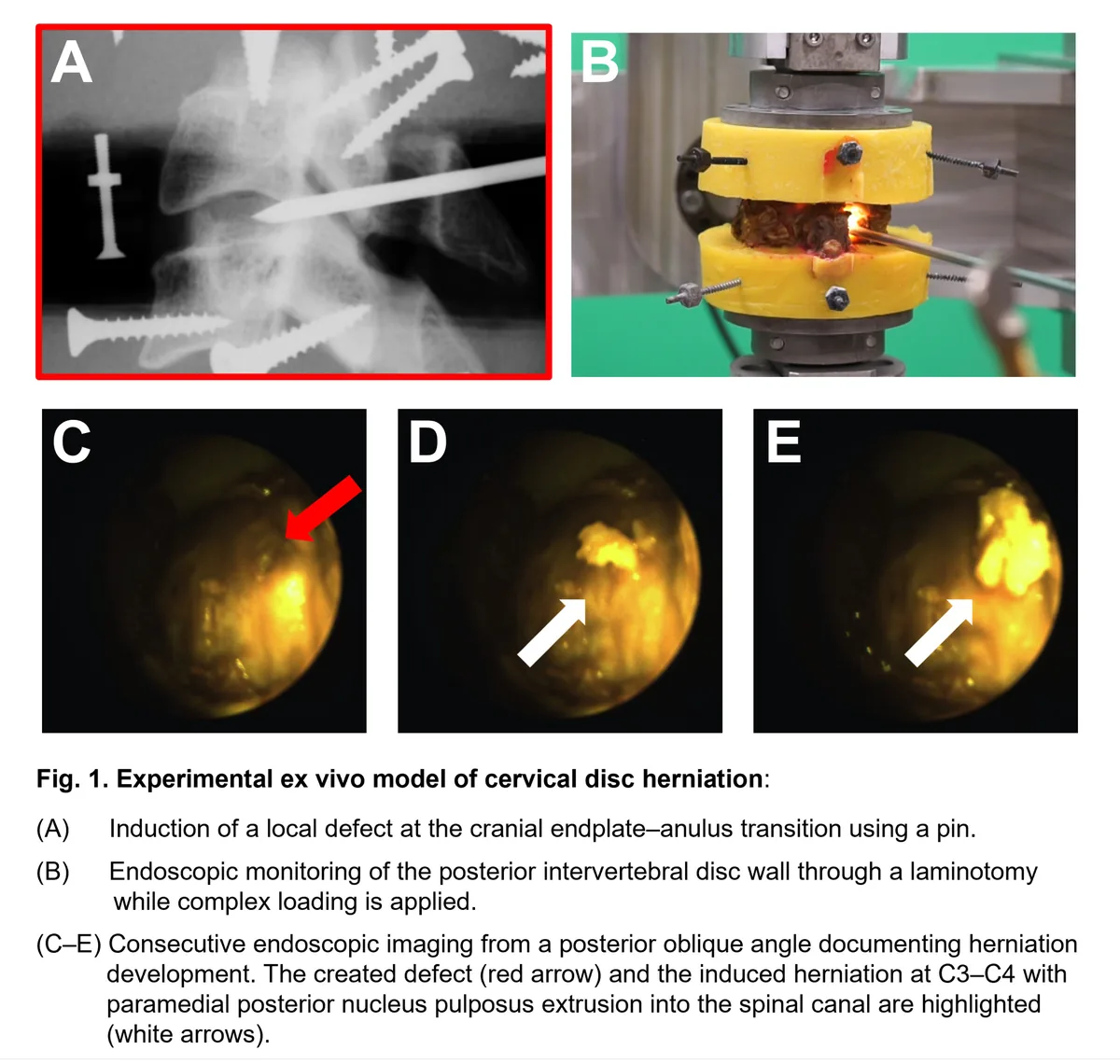 Figure 1 from the abstract